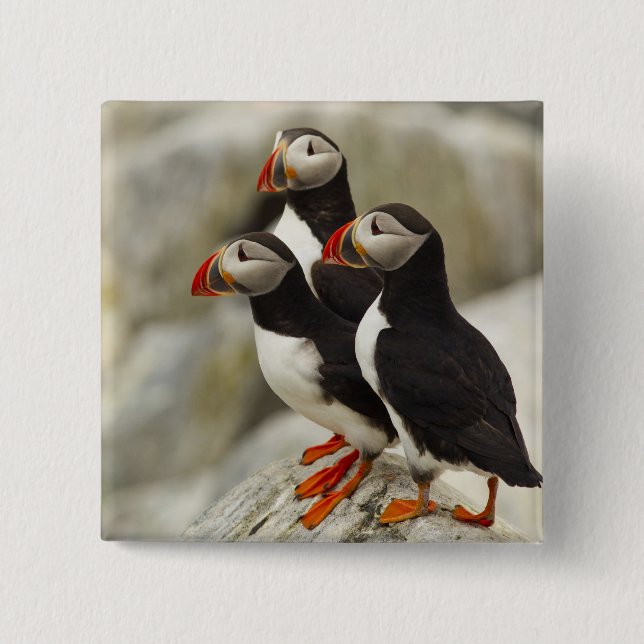 Atlantic Puffins on Machias Seal Island 2 Inch Square Button (Front)