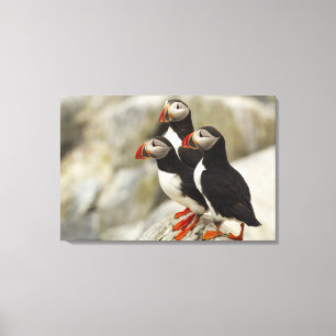 Atlantic Puffins on Machias Seal Island Canvas Print