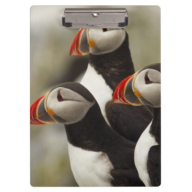 Atlantic Puffins on Machias Seal Island Clipboard (Front)