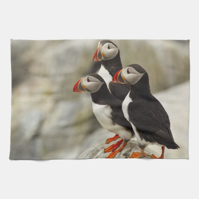 Atlantic Puffins on Machias Seal Island Kitchen Towel (Horizontal)
