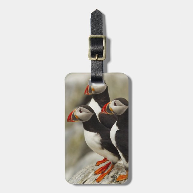 Atlantic Puffins on Machias Seal Island Luggage Tag (Front Vertical)