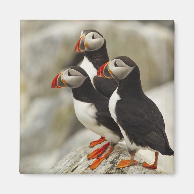 Atlantic Puffins on Machias Seal Island Magnet (Front)