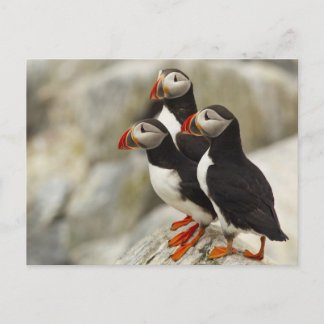 Atlantic Puffins on Machias Seal Island Postcard