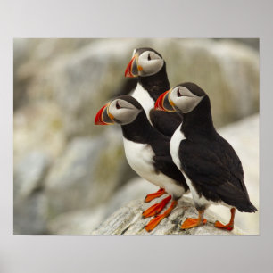 Atlantic Puffins on Machias Seal Island Poster