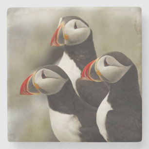Atlantic Puffins on Machias Seal Island Stone Coaster