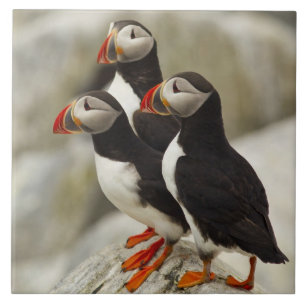 Atlantic Puffins on Machias Seal Island Tile
