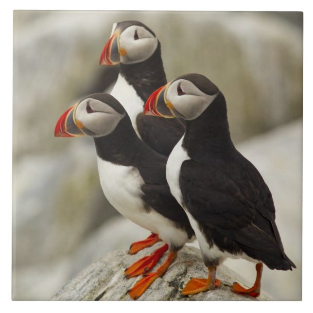 Atlantic Puffins on Machias Seal Island Tile (Front)
