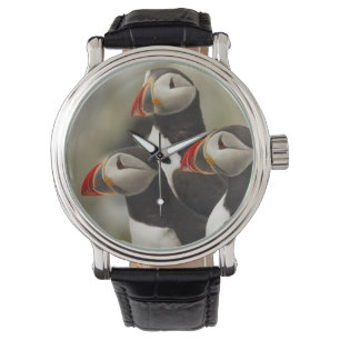 Atlantic Puffins on Machias Seal Island Watch
