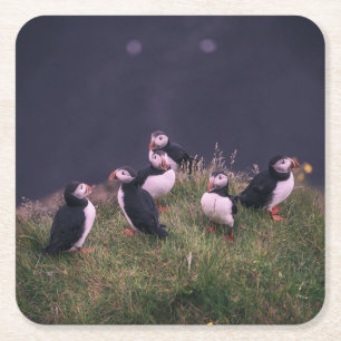 Atlantic Puffins Square Paper Coaster