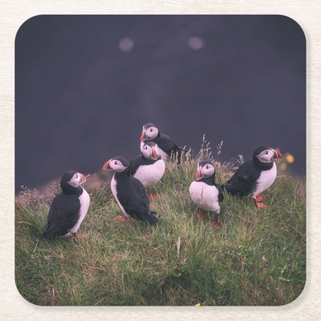 Atlantic Puffins Square Paper Coaster (Front)