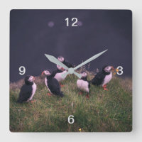 Atlantic Puffins