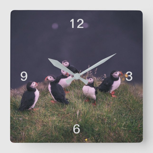 Atlantic Puffins Square Wall Clock (Front)