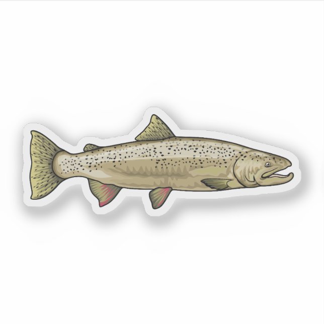 Atlantic Salmon illustration (Front)