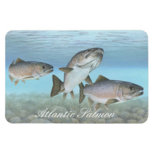 Atlantic Salmon Painting Magnet