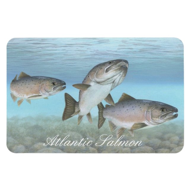 Atlantic Salmon Painting Magnet (Horizontal)