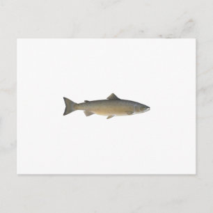 Atlantic Salmon Postcard