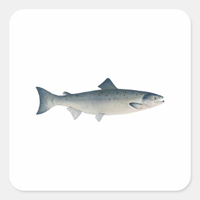 Atlantic Salmon Square Sticker (Front)