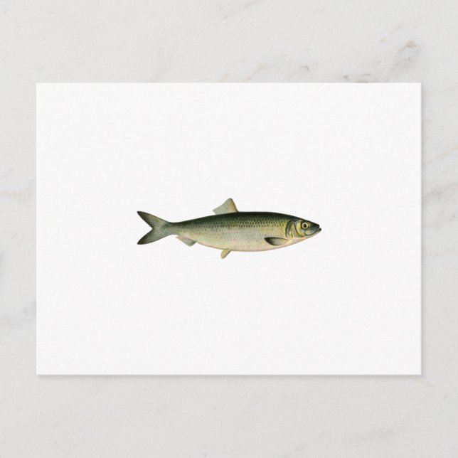Atlantic Sea Herring Postcard (Front)