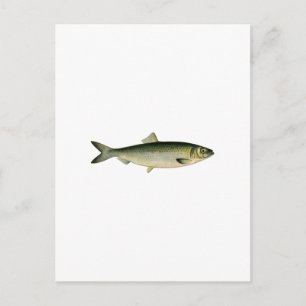 Atlantic Sea Herring Postcard