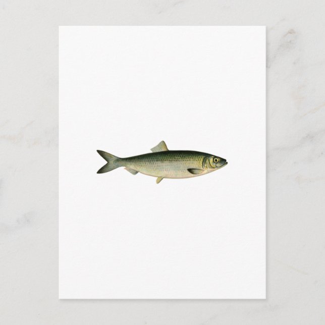 Atlantic Sea Herring Postcard (Front)