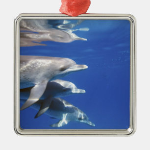 Atlantic spotted dolphins. Bimini, Bahamas Metal Ornament
