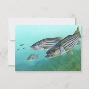Atlantic Striped Bass Fish Morone Saxatilis