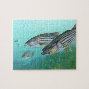 Atlantic Striped Bass Fish Morone Saxatilis Jigsaw Puzzle