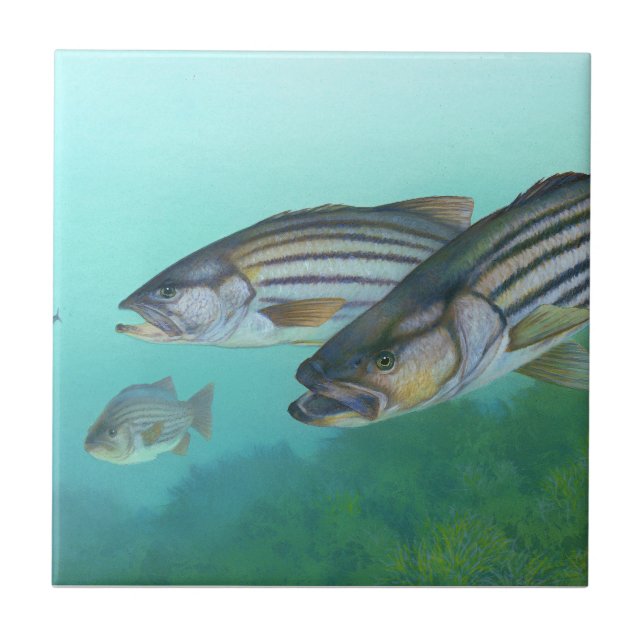 Atlantic Striped Bass Fish Morone Saxatilis Tile (Front)