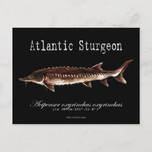 Atlantic Sturgeon-Black-Postcard Postcard