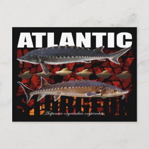 Atlantic Sturgeon-Collage-Postcard Postcard