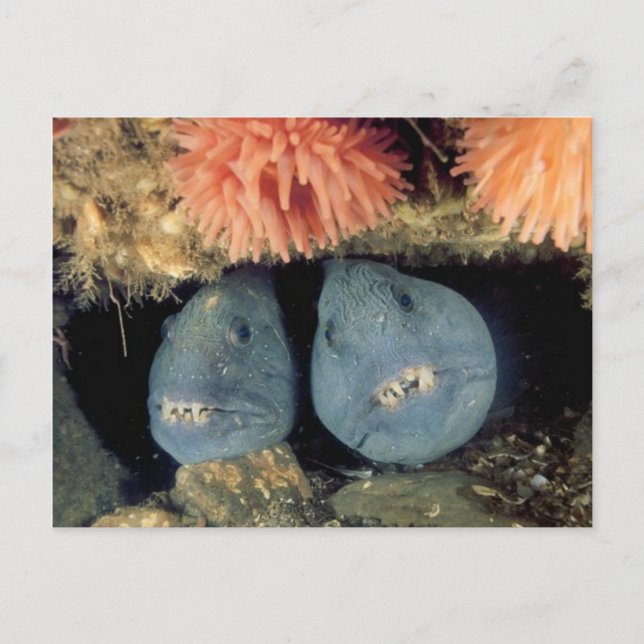 Atlantic Wolffish Postcard (Front)