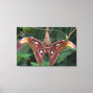 Atlas moth canvas print