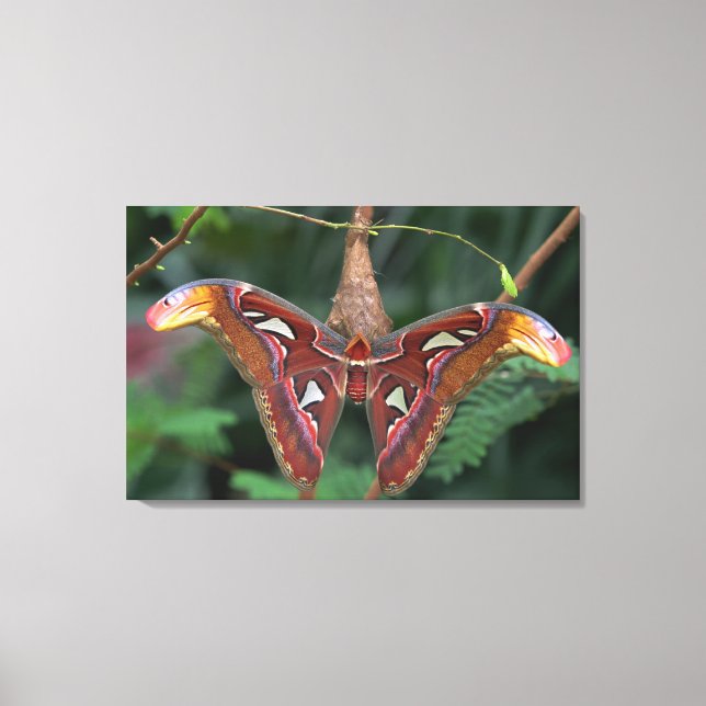 Atlas moth canvas print (Front)