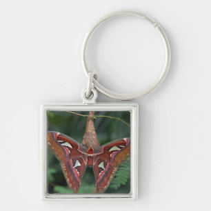 Atlas moth keychain