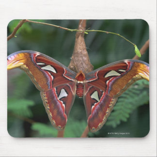 Atlas moth mouse pad
