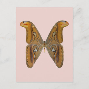 Atlas Moth Postcard