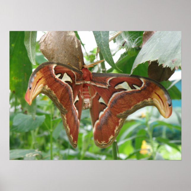 Atlas Moth Print (Front)