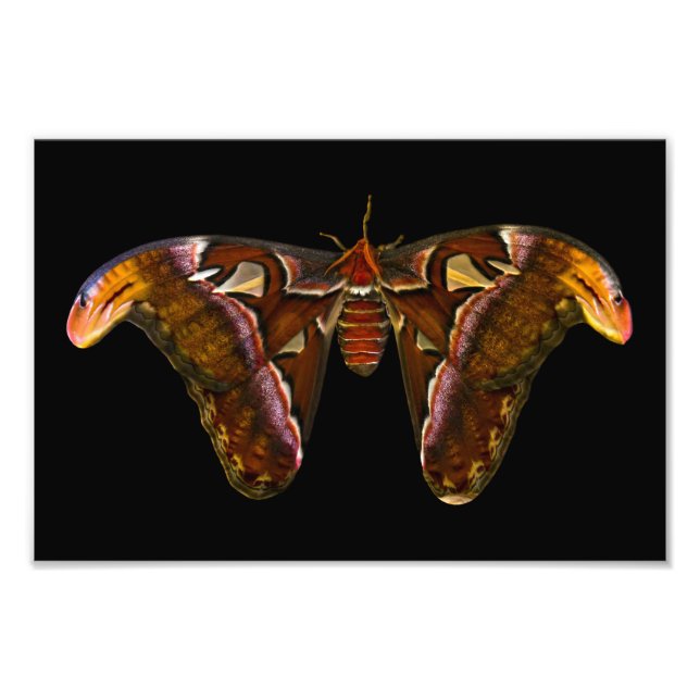 Atlas Moth - Snake Head Photo Print (Front)