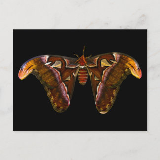Atlas Moth - Snake Head Postcard
