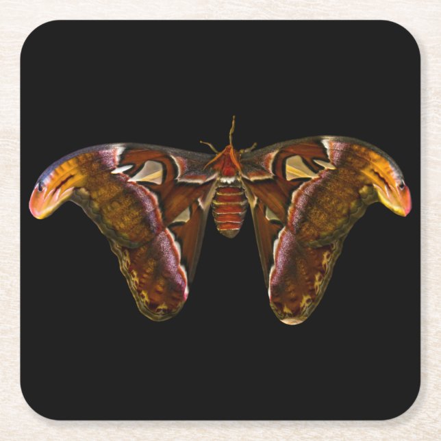 Atlas Moth - Snake Head Square Paper Coaster (Front)
