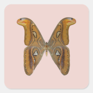 Atlas Moth Square Sticker