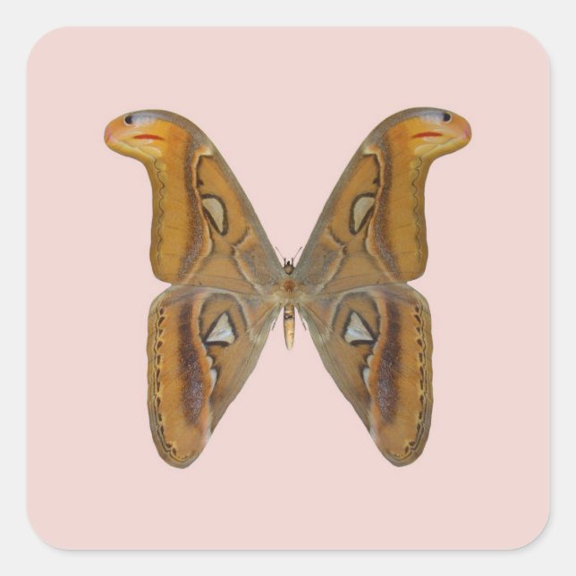 Atlas Moth Square Sticker (Front)
