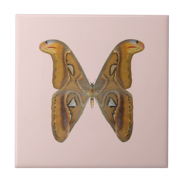 Atlas Moth Tile (Front)