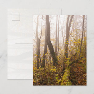 Atmospheric Autumn Forest in Mist Postcard