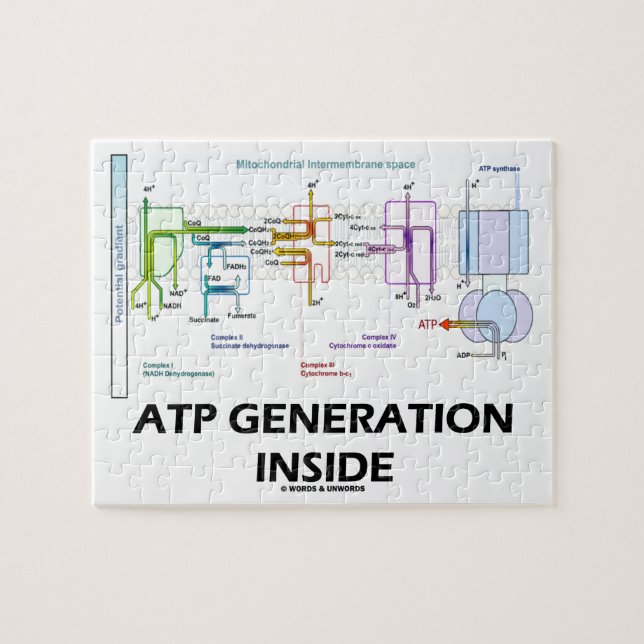 ATP Generation Inside Electron Transport Chain Jigsaw Puzzle (Horizontal)