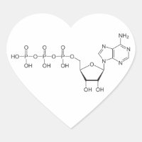 ATP molecule