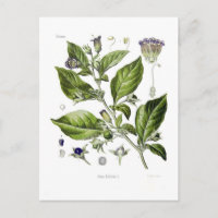Atropa belladonna (Deadly Nightshade)