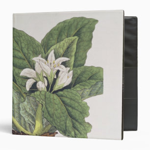 Atropa mandragora binder