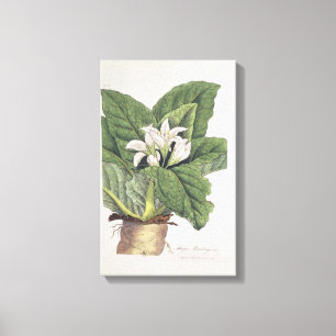 Atropa mandragora canvas print