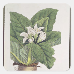 Atropa mandragora square sticker